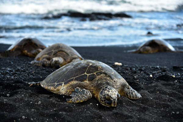 Quels sont les meilleurs spots pour observer les tortues de mer aux Seychelles?
